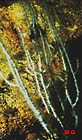 Gorgone blanche