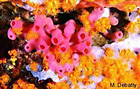 Haliclona
