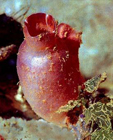 Halocynthia