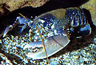 Homard