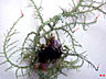 Hypnea musciformis