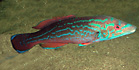 Labrus bimaculatus