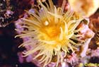 Leptosamia