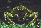 Petite araignée de mer