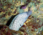 Murène