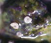 Spirorbis
