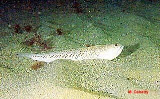 photo de Petite vive, Echiichthys vipera
