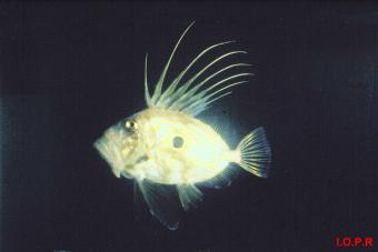 photo du poisson, Saint-Pierre, Zeus faber