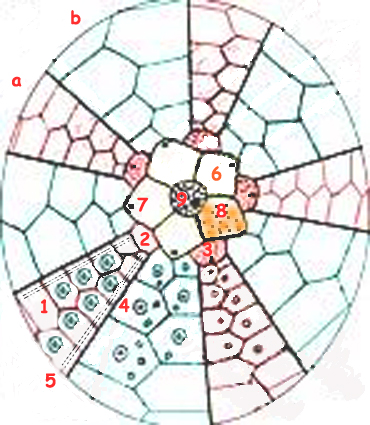 Zones ambulacraires
