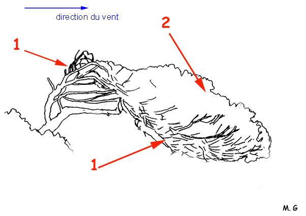 Schéma pin anémomorphosé