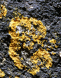 Caloplaca