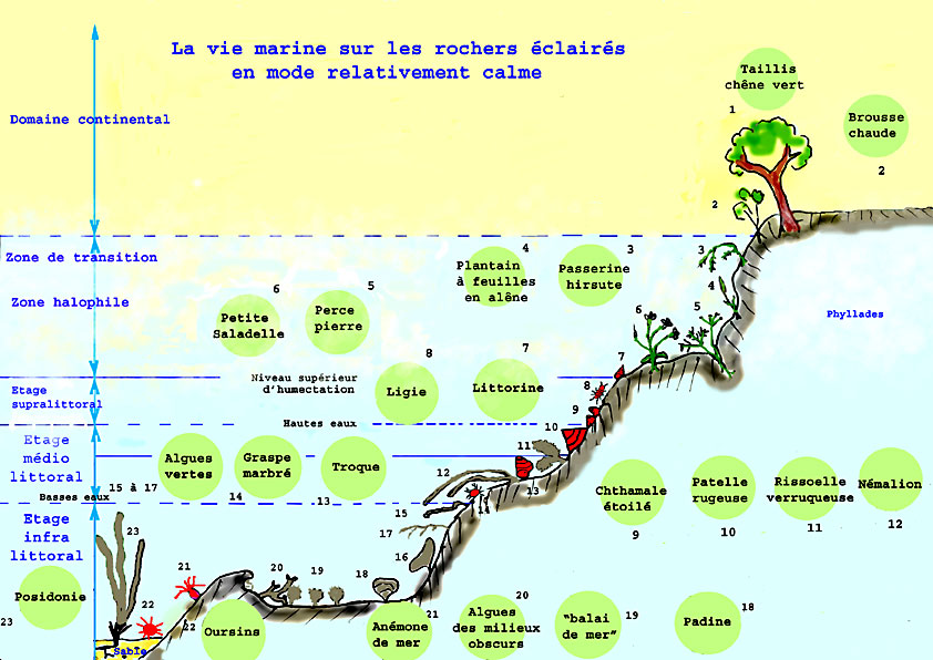 transect les peuplements marins rocheux de l'Île des Embiez